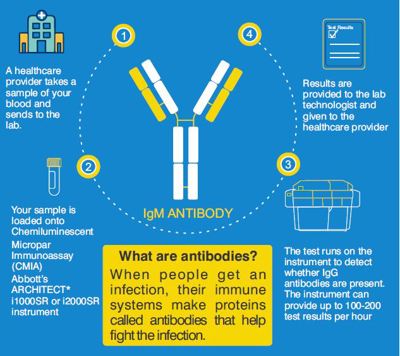 What are antibodies?