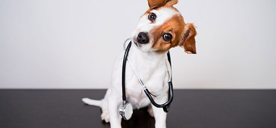 Veterinary Newsletters